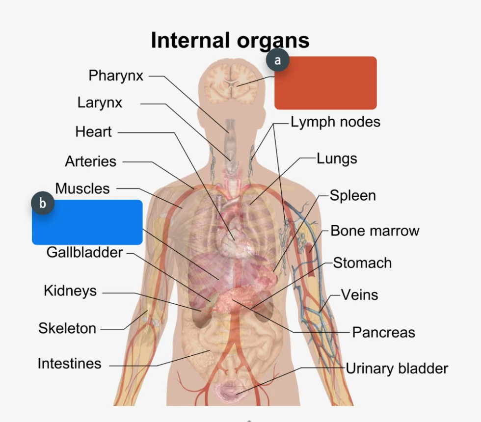Internal organs diagram with masked labels